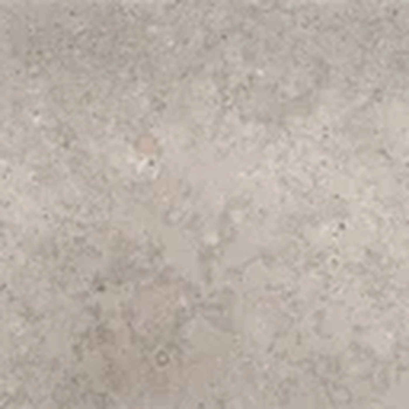 Gotlandskalksten Fossil